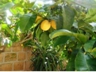 CAMPOLLE - Giardino 3